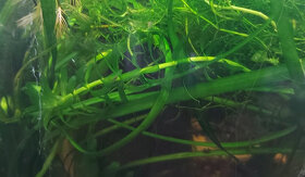 Akvarijná rastlina - Egeria najas - 2