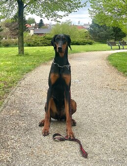 Doberman s PP - fena - 2