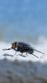 Canon RF 35mm 1.8 Macro IS STM - 2