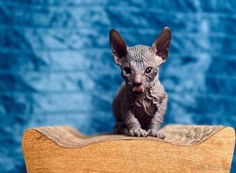 Don Sphynx s PP - 2