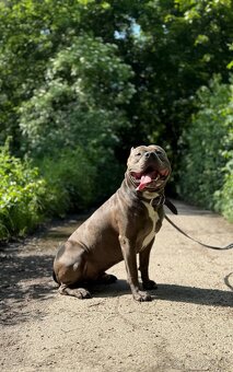 American Bully XL - krytí - 2