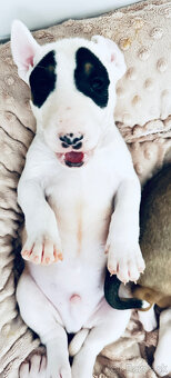 Bullterrier, Bullterier, Bulterier - 2