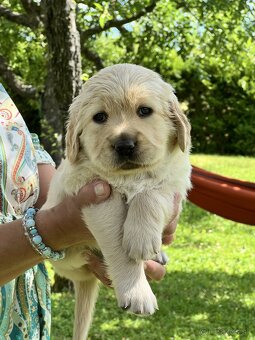 Čistokrvné šteniatko zlatý retriever, psík - 2