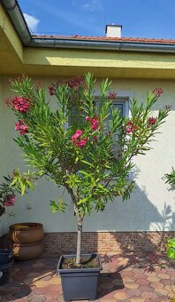 Predám pekný oleander - stromčekový - 2