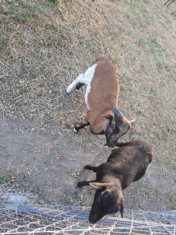 Kamerunsky baran - 2