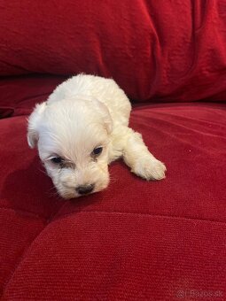 Mini Maltezák - 2