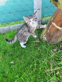 Darujem mačiatka - 2