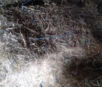 Seno malé hranaté balíky - 2