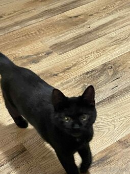 Darujem kocúrika - 2