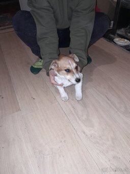 Predam vymenim jack russel terier - 2