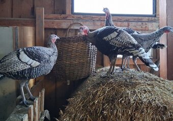 Morky a moriaci narragansett - 2