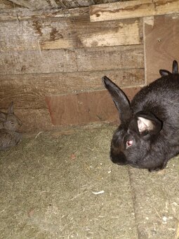 Predám králiky - 2