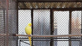 Predám alexander malý žltý samec - 2