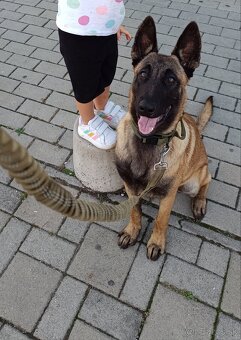 Belgický ovčiak fenka - 2