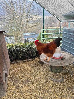 Kohúty Hempšír - 2