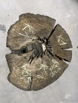 Predám dub bahenny, koláče, priečne rezy - 2