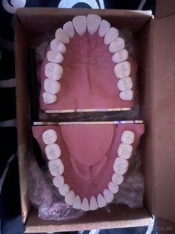dentálna hygiena, model chrupu - 2
