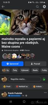 Maine coon - 2