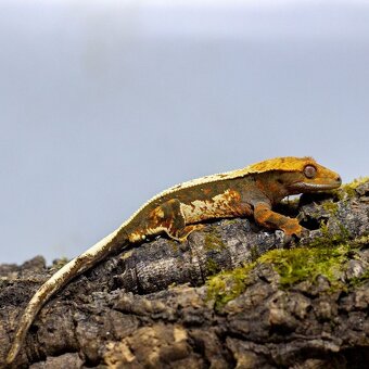 Pagekón riasnatý z chovu GeckoSVK - 2