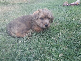 Norfolk terrier - 2