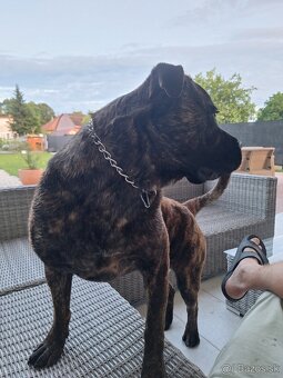 Darujem psa 1rok cane corso - 2