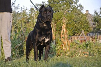 Cane Corso - 2