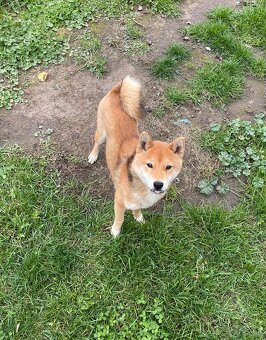 Shiba Inu - 2