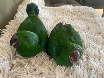 Eclectus - eklektus - 2