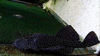 Predám chovný pár prísavníkov L213 (Ancistrus sp.) - 2