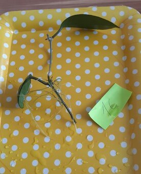 Zakorenené izbove rastliny - 2