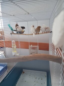 PESTÚNKY JAPONSKÉ - 2