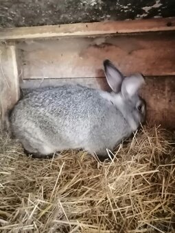 Činčila veľká - 2