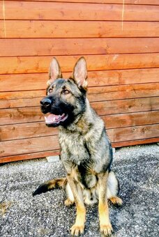 Nemecký ovčiak - 2