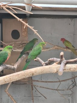 Papagáj kráľovský štep. žltá - 2