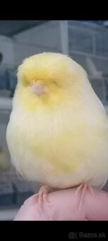 Kanariky Norwich - 2