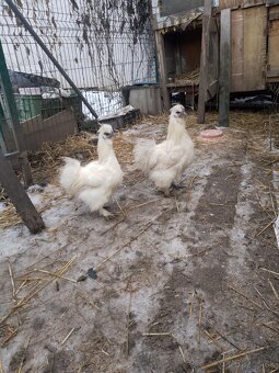 Kohút hodvabnicky - 2