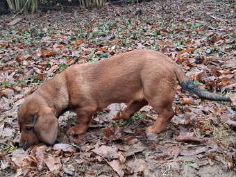 Alpský jazvečíkovitý durič - 2