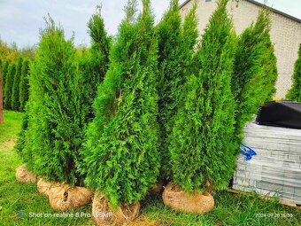 THUJE SMARAGD GOLD BONSAI 110-180cm - 2