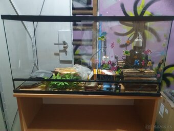Terarium pre Korytnacku - 2