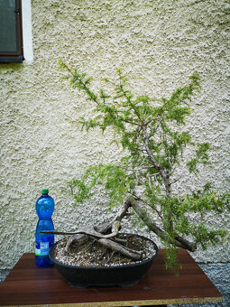 bonsai 17 - 2