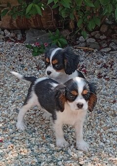 Cavalier, kavalier, cavalier king charles spaniel - 2