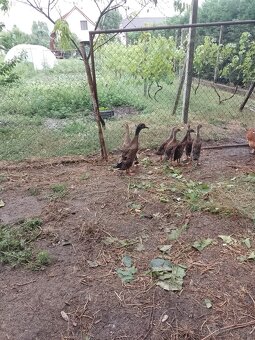 Indicky bezec - 2