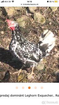 Leghorn - 2
