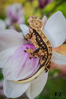 Pagekón riasnatý - Correlophus ciliatus - 2