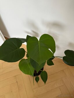 Monstera - 2