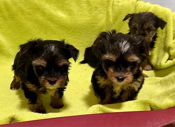 Yorkshire terrier - 2