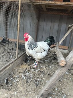 Predam AUSTRALOPKA,SASEX,BANTAMKA-oranzovokrka,brezova - 2