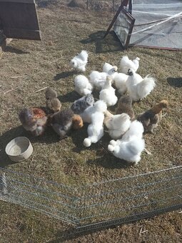 Predám nasadove vajíčka hodvabnicky - 2