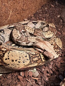 Velhad kralovský - 2