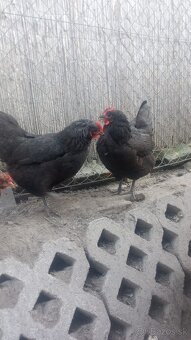Predám australorpky - 2